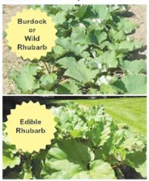 The Local Wild_Rhubarb-Edible-or-Wild